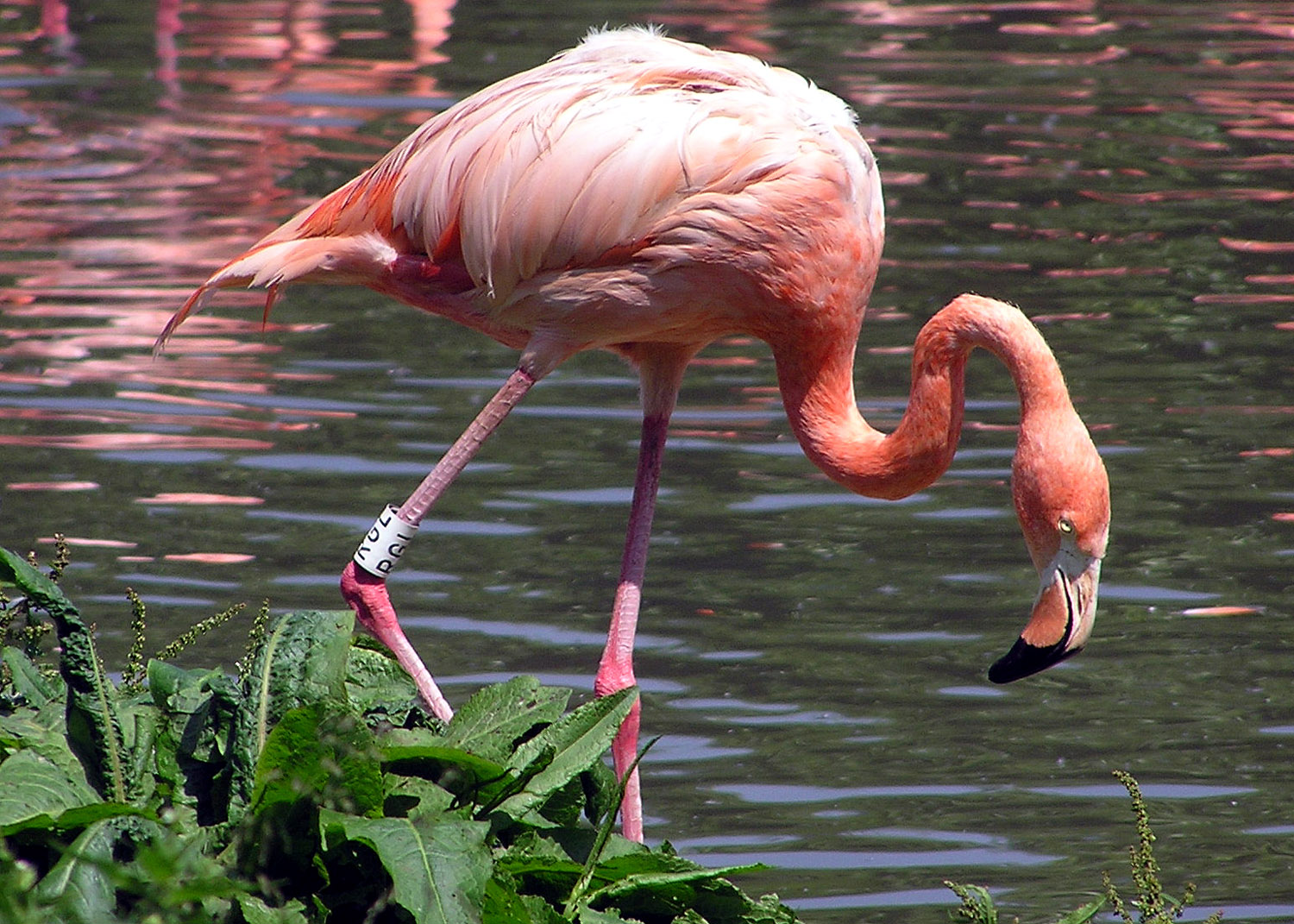 flamingo