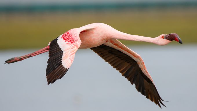 flamingo846