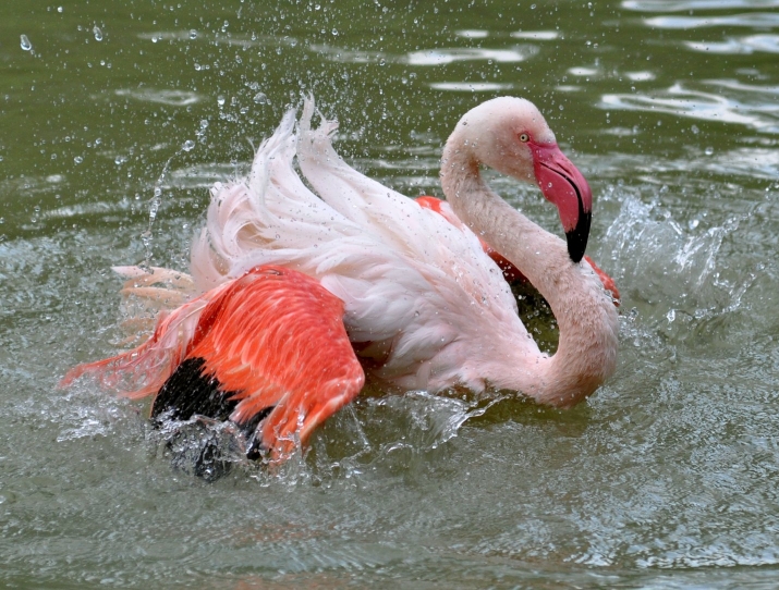 flamingoooooo7